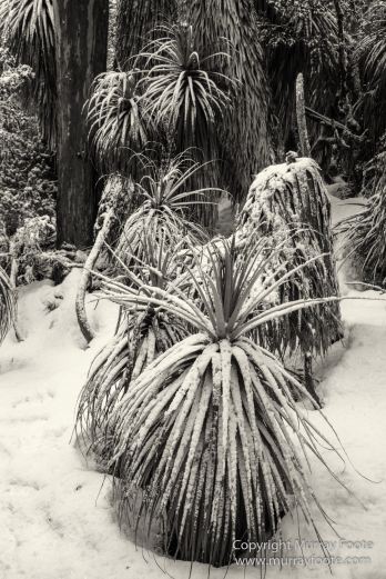 Australia, Black and White, Bruny Island, Landscape, Monochrome, Mount Field National Park, Nature, Photography, Tasmania, The Styx Valley, Travel, Wilderness