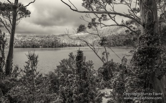 Australia, Black and White, Bruny Island, Landscape, Monochrome, Mount Field National Park, Nature, Photography, Tasmania, The Styx Valley, Travel, Wilderness