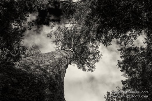 Australia, Black and White, Bruny Island, Landscape, Monochrome, Mount Field National Park, Nature, Photography, Tasmania, The Styx Valley, Travel, Wilderness