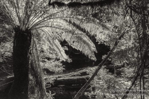 Australia, Black and White, Bruny Island, Landscape, Monochrome, Mount Field National Park, Nature, Photography, Tasmania, The Styx Valley, Travel, Wilderness