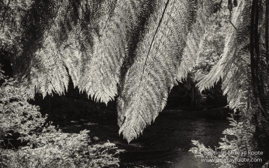 Australia, Black and White, Bruny Island, Landscape, Monochrome, Mount Field National Park, Nature, Photography, Tasmania, The Styx Valley, Travel, Wilderness