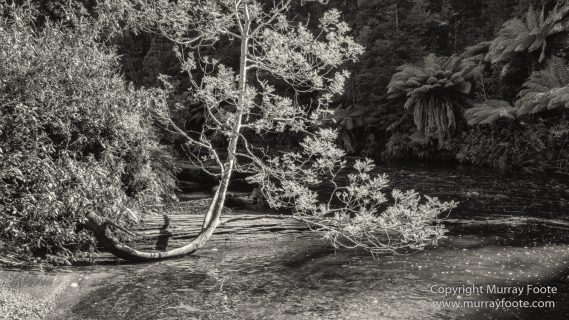 Australia, Black and White, Bruny Island, Landscape, Monochrome, Mount Field National Park, Nature, Photography, Tasmania, The Styx Valley, Travel, Wilderness
