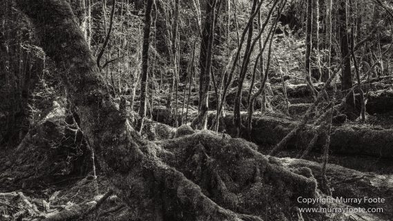 Australia, Black and White, Bruny Island, Landscape, Monochrome, Mount Field National Park, Nature, Photography, Tasmania, The Styx Valley, Travel, Wilderness