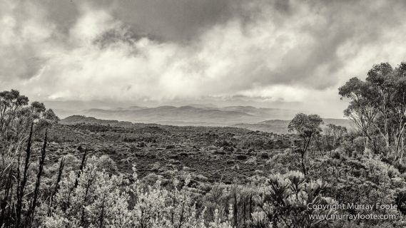 Australia, Black and White, Bruny Island, Hobart, Landscape, Monochrome, Mount Hartz National Park, Nature, Photography, Tahune Air Walk, Tasmania, Travel, Wilderness
