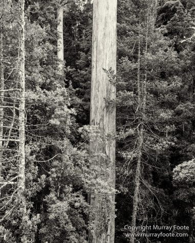 Australia, Black and White, Bruny Island, Hobart, Landscape, Monochrome, Mount Hartz National Park, Nature, Photography, Tahune Air Walk, Tasmania, Travel, Wilderness