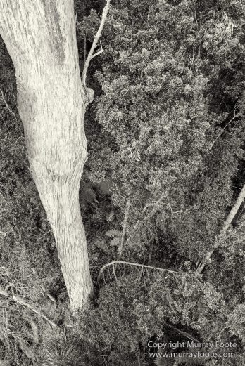 Australia, Black and White, Bruny Island, Hobart, Landscape, Monochrome, Mount Hartz National Park, Nature, Photography, Tahune Air Walk, Tasmania, Travel, Wilderness