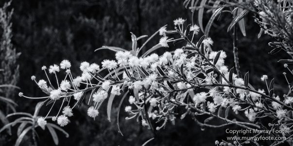 Australia, Black and White, Fortescue Bay, Ketch, Landscape, Maria Island, Monochrome, Nature, Photography, Sailing, Tasmania, Travel, Wilderness, Wineglass Bay Sail Walk, Yachts