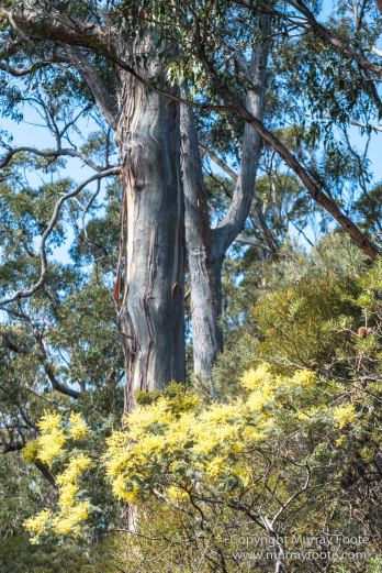 Australia, Haunted Bay, Landscape, Maria Island, Nature, Photography, Riedle Bay, seascape, Shoal Bay, Tasmania, Travel, Wilderness, Wineglass Bay Sail Walk