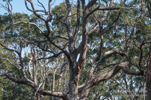 Australia, Haunted Bay, Landscape, Maria Island, Nature, Photography, Riedle Bay, seascape, Shoal Bay, Tasmania, Travel, Wilderness, Wineglass Bay Sail Walk