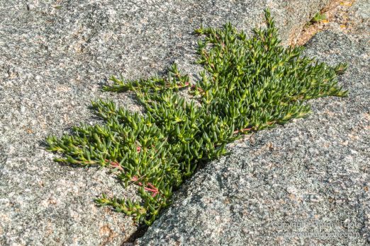 Australia, Haunted Bay, Landscape, Maria Island, Nature, Photography, Riedle Bay, seascape, Shoal Bay, Tasmania, Travel, Wilderness, Wineglass Bay Sail Walk