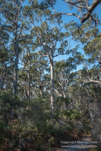 Australia, Haunted Bay, Landscape, Maria Island, Nature, Photography, Riedle Bay, seascape, Shoal Bay, Tasmania, Travel, Wilderness, Wineglass Bay Sail Walk