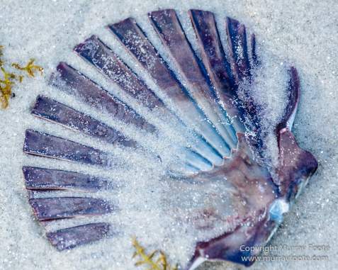 Australia, Haunted Bay, Landscape, Maria Island, Nature, Photography, Riedle Bay, seascape, Shoal Bay, Tasmania, Travel, Wilderness, Wineglass Bay Sail Walk