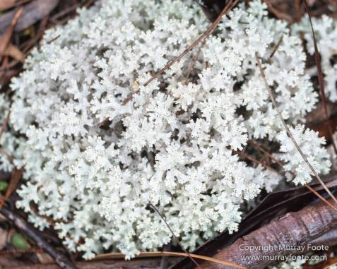 Australia, Freycinet Peninsula, Nature, Photography, seascape, Tasmania, Travel, Wilderness, Wineglass Bay Sail Walk