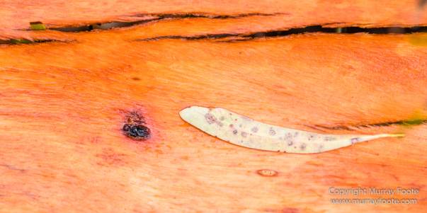 Australia, Freycinet Peninsula, Nature, Photography, seascape, Tasmania, Travel, Wilderness, Wineglass Bay Sail Walk