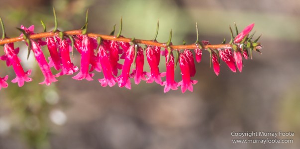 Australia, Freycinet Peninsula, Nature, Photography, seascape, Tasmania, Travel, Wilderness, Wineglass Bay Sail Walk
