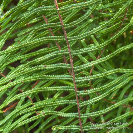 Australia, Freycinet Peninsula, Nature, Photography, seascape, Tasmania, Travel, Wilderness, Wineglass Bay Sail Walk
