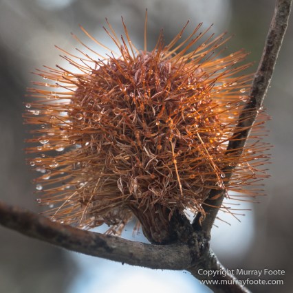 Australia, Freycinet Peninsula, Nature, Photography, seascape, Tasmania, Travel, Wilderness, Wineglass Bay Sail Walk