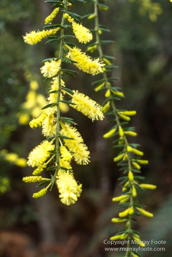 Australia, Freycinet Peninsula, Nature, Photography, seascape, Tasmania, Travel, Wilderness, Wineglass Bay Sail Walk
