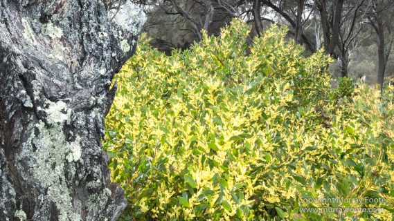 Australia, Freycinet Peninsula, Nature, Photography, seascape, Tasmania, Travel, Wilderness, Wineglass Bay Sail Walk