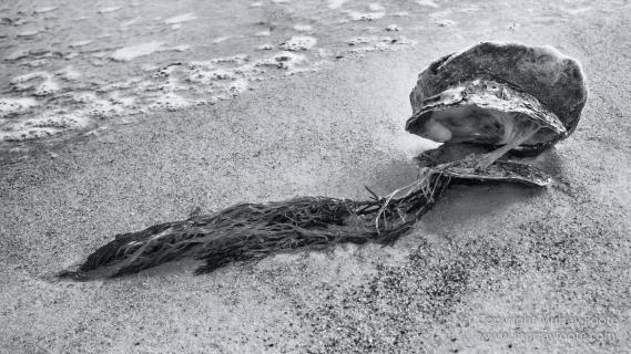 Australia, Black and White, Ile des Phoques, Ketch, Landscape, Monochrome, Nature, Photography, Sailing, Tasmania, Travel, Wilderness, Wineglass Bay, Wineglass Bay Sail Walk, Yachts