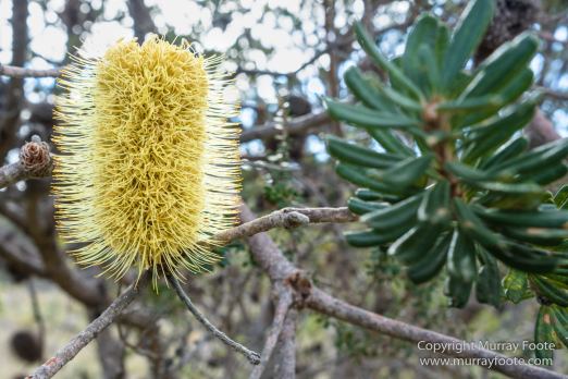 Australia, Freycinet Peninsula, Nature, Photography, seascape, Tasmania, Travel, Wilderness, Wineglass Bay Sail Walk