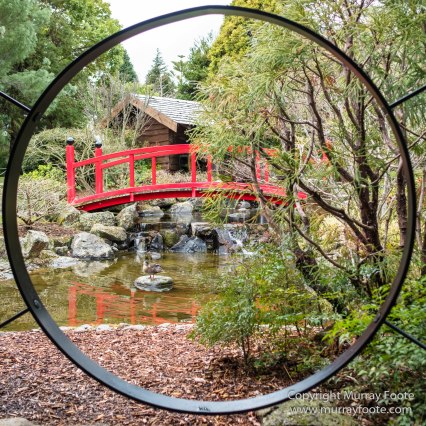 Australia, Duck, Hobart, Japanese Garden, Landscape, Nature, Photography, Royal Tasmanian Botanical Gardens, Tasmania, Travel
