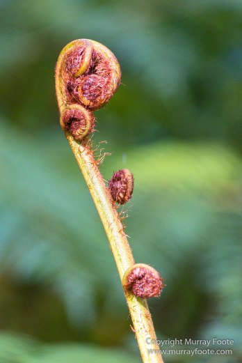 Art, Australia, Landscape, Melbourne Museum, National Gallery of Victoria, Nature, Photography, Royal Botanic Gardens Victoria, Travel