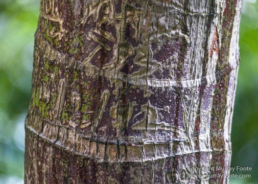 Art, Australia, Landscape, Melbourne Museum, National Gallery of Victoria, Nature, Photography, Royal Botanic Gardens Victoria, Travel