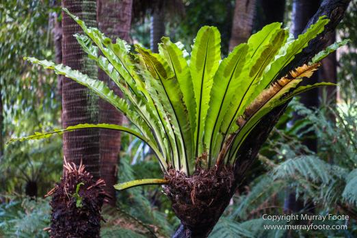 Art, Australia, Landscape, Melbourne Museum, National Gallery of Victoria, Nature, Photography, Royal Botanic Gardens Victoria, Travel