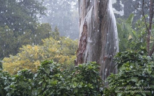 Art, Australia, Landscape, Melbourne Museum, National Gallery of Victoria, Nature, Photography, Royal Botanic Gardens Victoria, Travel