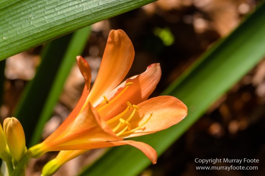 Art, Australia, Geelong, Geelong Botanic Gardens, Landscape, Nature, Photography, Travel