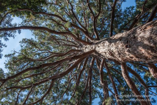 Art, Australia, Geelong, Geelong Botanic Gardens, Landscape, Nature, Photography, Travel