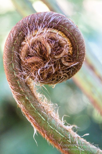 Art, Australia, Geelong, Geelong Botanic Gardens, Landscape, Nature, Photography, Travel