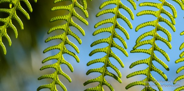 Art, Australia, Geelong, Geelong Botanic Gardens, Landscape, Nature, Photography, Travel