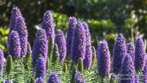 Art, Australia, Geelong, Geelong Botanic Gardens, Landscape, Nature, Photography, Travel