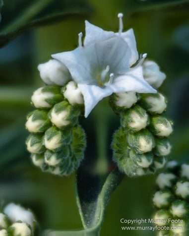 Art, Australia, Geelong, Geelong Botanic Gardens, Landscape, Nature, Photography, Travel