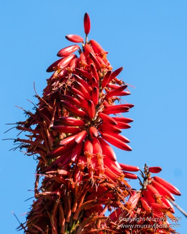 Art, Australia, Geelong, Geelong Botanic Gardens, Landscape, Nature, Photography, Travel