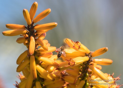 Art, Australia, Geelong, Geelong Botanic Gardens, Landscape, Nature, Photography, Travel