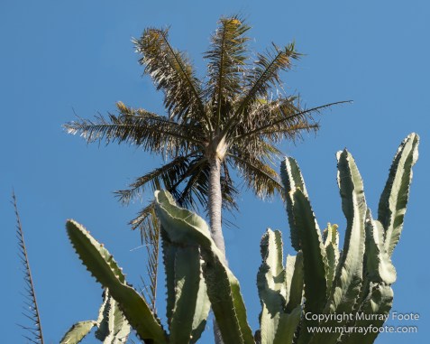 Art, Australia, Geelong, Geelong Botanic Gardens, Landscape, Nature, Photography, Travel