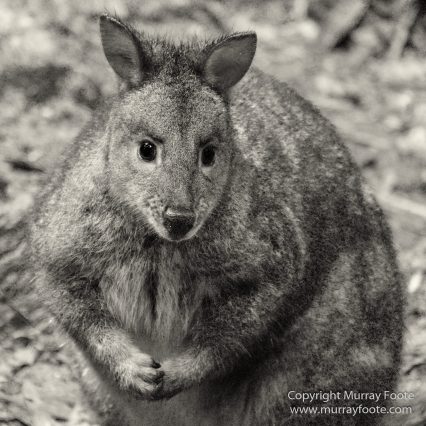 Australia, Black and White, Bruny Island, Landscape, Monochrome, Mount Field National Park, Nature, Photography, Tasmania, The Styx Valley, Travel, Wilderness