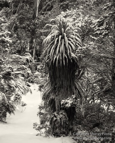 Australia, Black and White, Bruny Island, Landscape, Monochrome, Mount Field National Park, Nature, Photography, Tasmania, The Styx Valley, Travel, Wilderness