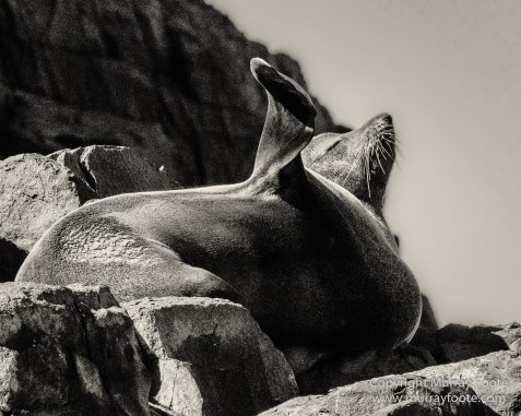 Australia, Black and White, Bruny Island, Landscape, Monochrome, Mount Field National Park, Nature, Photography, Tasmania, The Styx Valley, Travel, Wilderness