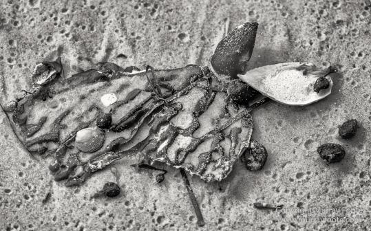 Australia, Black and White, Bruny Island, Hobart, Landscape, Monochrome, Mount Hartz National Park, Nature, Photography, Tahune Air Walk, Tasmania, Travel, Wilderness