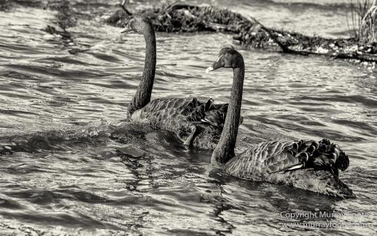 Australia, Black and White, Bruny Island, Hobart, Landscape, Monochrome, Mount Hartz National Park, Nature, Photography, Tahune Air Walk, Tasmania, Travel, Wilderness