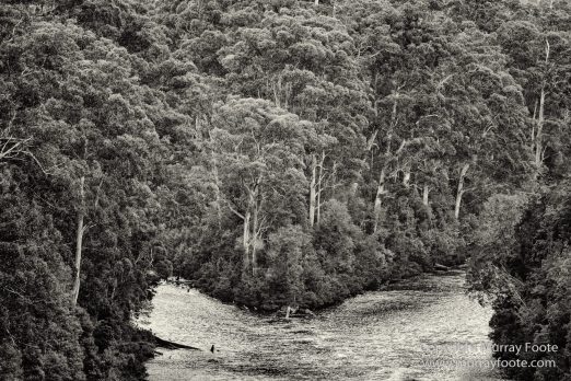 Australia, Black and White, Bruny Island, Hobart, Landscape, Monochrome, Mount Hartz National Park, Nature, Photography, Tahune Air Walk, Tasmania, Travel, Wilderness