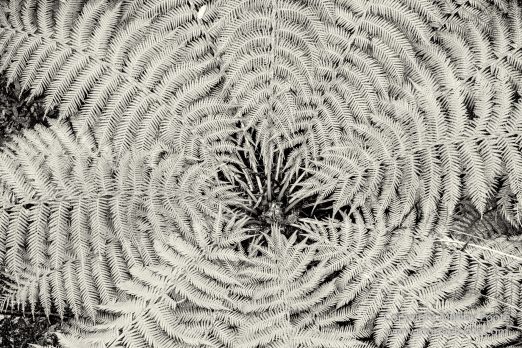 Australia, Black and White, Bruny Island, Hobart, Landscape, Monochrome, Mount Hartz National Park, Nature, Photography, Tahune Air Walk, Tasmania, Travel, Wilderness