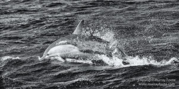 Australia, Black and White, Fortescue Bay, Ketch, Landscape, Maria Island, Monochrome, Nature, Photography, Sailing, Tasmania, Travel, Wilderness, Wineglass Bay Sail Walk, Yachts