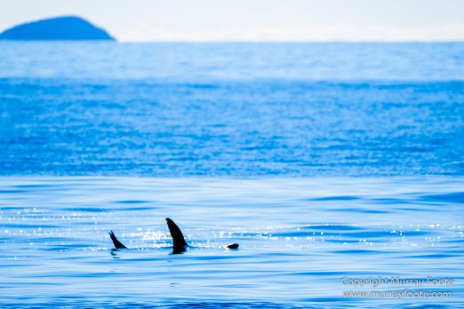 Australia, Fur seal, Ile des Phoques, Ketch, Maria Island, Nature, Photography, Sailing, Schouten Island, seascape, Tasmania, Travel, Wilderness, Wineglass Bay Sail Walk, Yachts