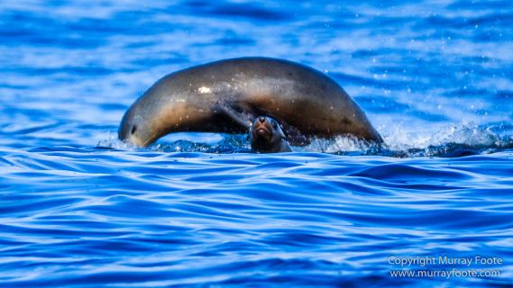 Australia, Fur seal, Ile des Phoques, Ketch, Maria Island, Nature, Photography, Sailing, Schouten Island, seascape, Tasmania, Travel, Wilderness, Wineglass Bay Sail Walk, Yachts
