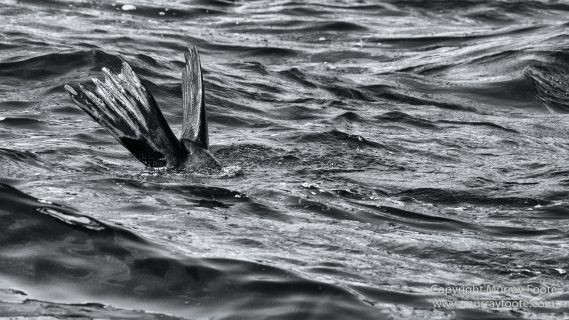 Australia, Black and White, Ile des Phoques, Ketch, Landscape, Monochrome, Nature, Photography, Sailing, Tasmania, Travel, Wilderness, Wineglass Bay, Wineglass Bay Sail Walk, Yachts